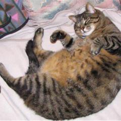 חתול שמן שוכב על הגב